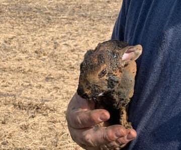 Rabbit scorched in field fire